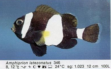 Amphiprion latezonatus